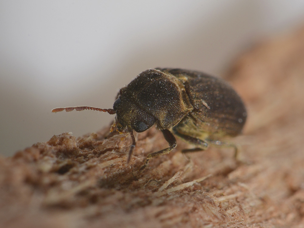 Anobium denticolle? in letargo